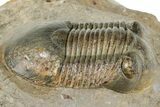 Paralejurus Trilobite Fossil - Atchana, Morocco #312334-2